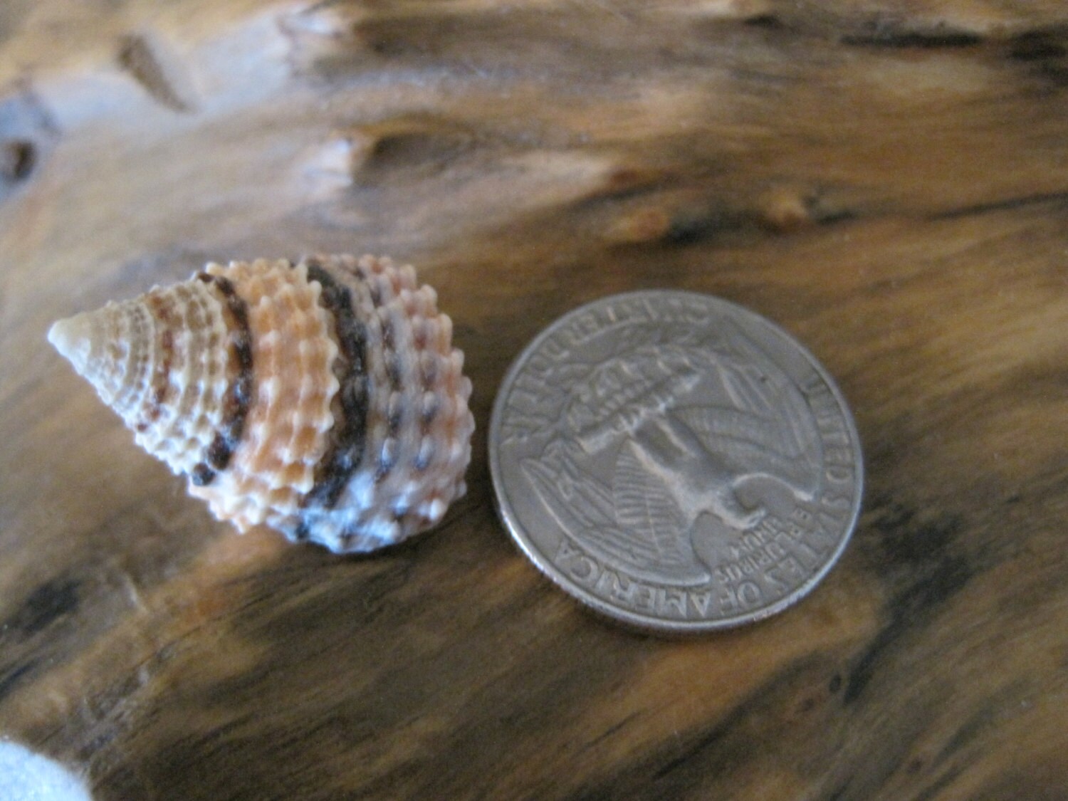 Candy Snail Seashells (15) - Seashell Supply - Craft Seashells - Etsy