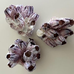 May include: Three clusters of barnacles, showcasing a mix of white, purple, and brown hues. The barnacles have a textured, layered appearance, with open, circular openings. The arrangement is on a neutral background, highlighting the natural forms.