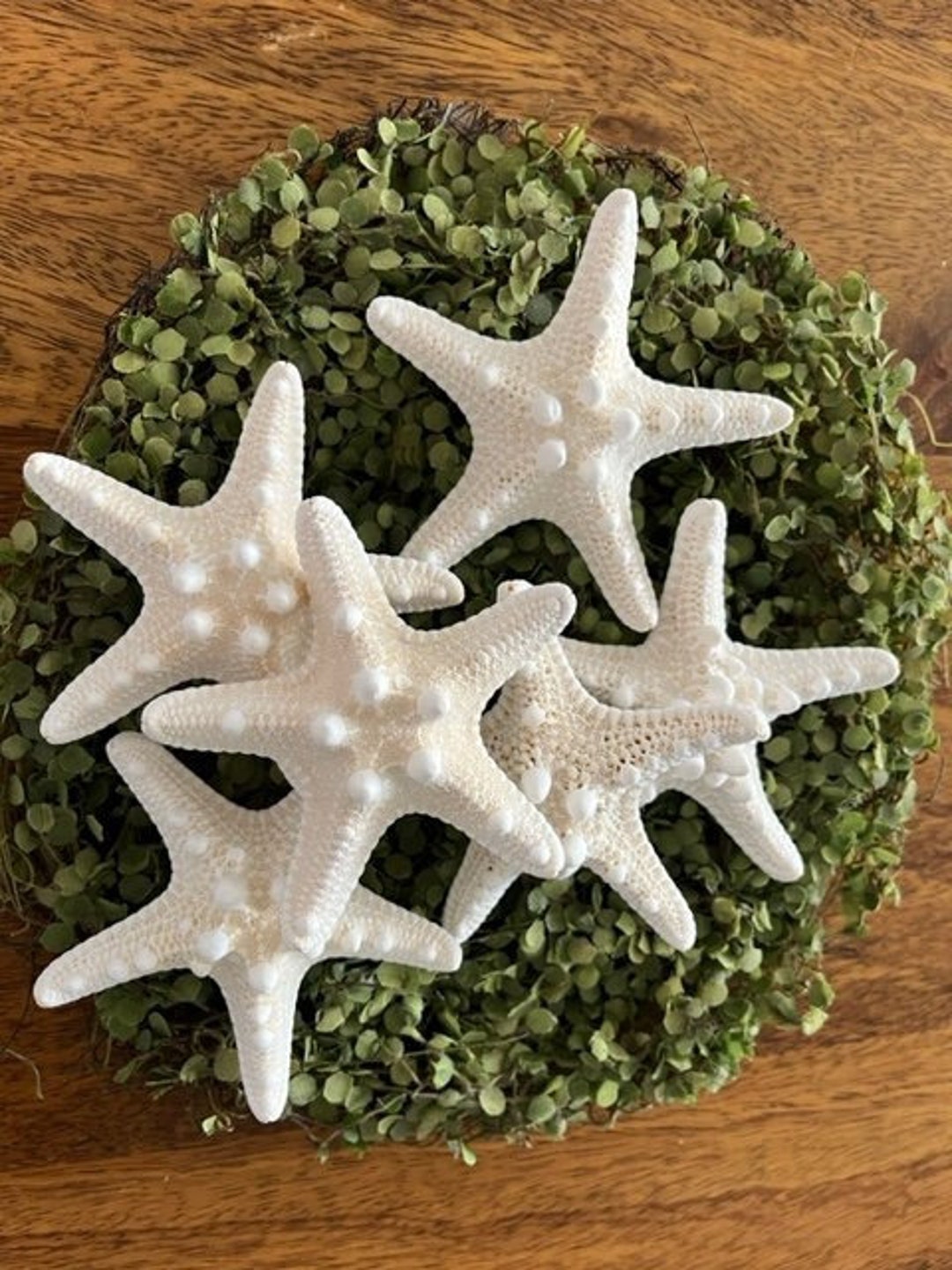 Small Knobby Starfish 3
