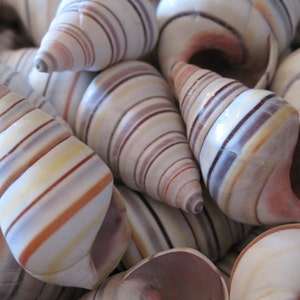 Bunte Baumschneckenmuscheln (12 Stück) - Stranddekor - Nautisches Dekor - Handwerk Muscheln - Küsten Wohndekor - Muschel Versorgung - Gestreifte Muscheln