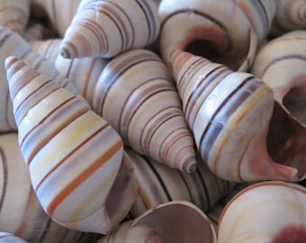 Colorful Tree Snail Shells (12 pcs) - Beach Decor - Nautical Decor - Craft Shells - Coastal Home Decor - Seashell Supply - Striped Shells