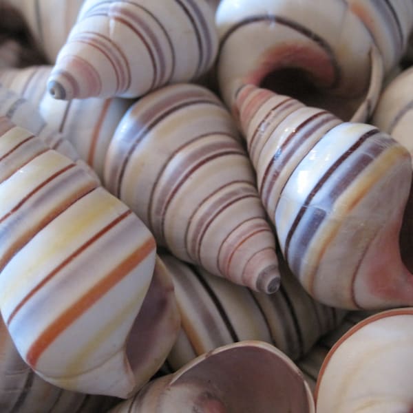 Beach Decor Colorful Tree Snail Shells (12) - Nautical Decor - Craft Shells - Coastal Home Decor - Seashell Supply - Striped Shells