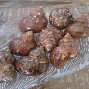Beach Decor Brown Spotted Turbos (3 pcs) - Seashell Supply - Seashells - Shells - Natural Shells - Beach Wedding - Hermit Crab shell - turbo