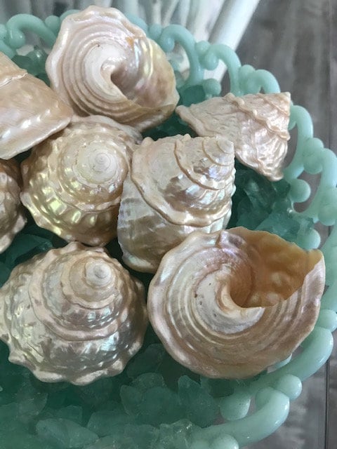 Wavy Top Polished Turbo Shells (3 pcs) -  Mini Turbo Shell  - Seashells - Shells - Beach Wedding - Home Decor - Beach Decor -Mirrors -Frames