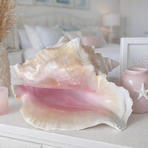 Pink Florida Conch Shell - grote schelp - woondecoratie kust - schelpen - nautisch decor - middelpunt schelp - strandbruiloften - Bahama