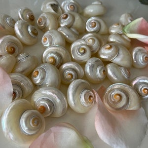 Cinnerus Pearl Seashells (6 pcs) - Turbo Shells - Pearlized Shells - Seashells - Craft shells - Beach Wedding - Coastal Home Decor -Nautical