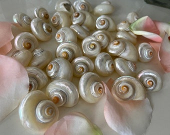 Cinnerus Pearl Seashells (6 pcs) - Turbo Shells - Pearlized Shells - Seashells - Craft shells - Beach Wedding - Coastal Home Decor -Nautical