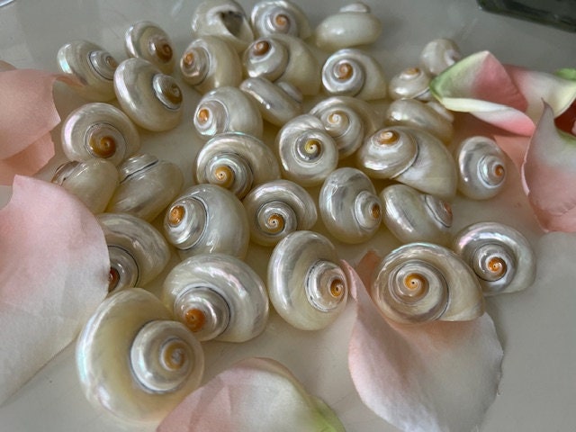 Cinnerus Pearl Seashells (6 pcs) - Turbo Shells - Pearlized Shells - Seashells - Craft shells - Beach Wedding - Coastal Home Decor -Nautical