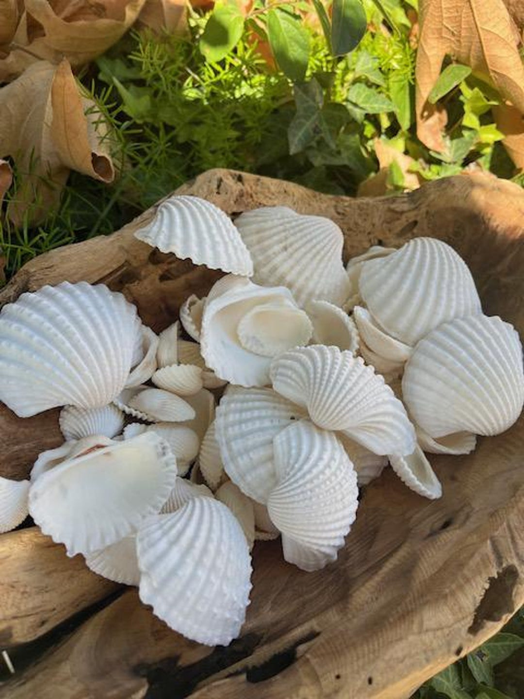White Ark Seashells Large (15 PC) - Seashell Supply - Beach Wedding ...