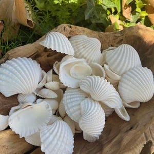 White Ark Seashells Large (15 PC) - Seashell Supply - Beach Wedding - Craft Seashells - Coastal Home Decor - White Shells -Seashell Projects