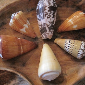 Cone Shells (6) - Assorted Cone Shells - Seashell Supply - Craft Shells - Beach Wedding