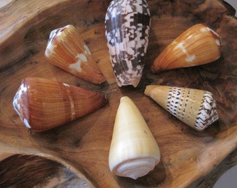Cone Shells (6) - Assorted Cone Shells - Seashell Supply - Craft Shells - Beach Wedding
