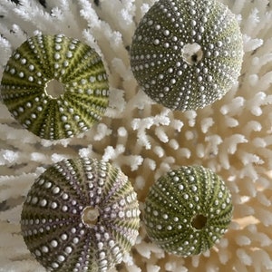 Beach Decor Mexican Green Sea Urchins 4 PC Seashells Coastal home decor Seashell Supply Natural Sea Urchins Green Urchins image 4