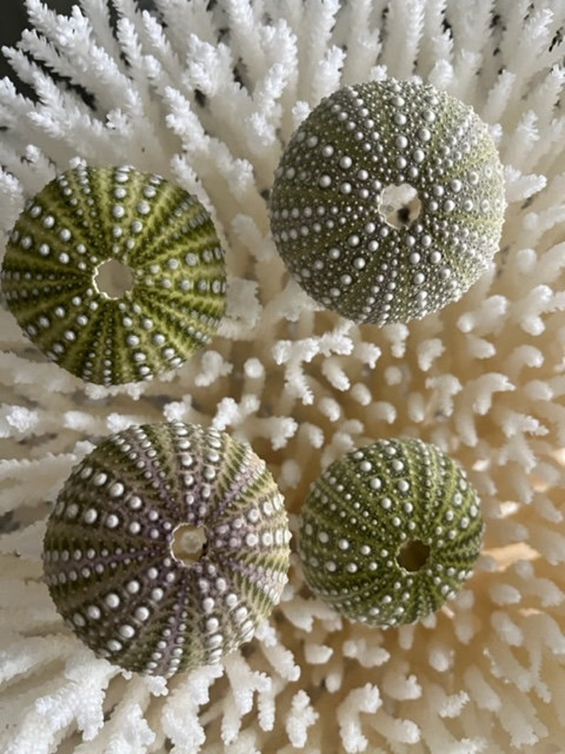 Beach Decor Mexican Green Sea Urchins 4 PC Seashells Coastal home decor Seashell Supply Natural Sea Urchins Green Urchins image 4