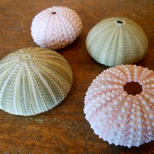 Beach Decor Mixed Sea Urchins - Green and Pink Urchins - Natural Seashells - Coastal home decor - Seashell Supply - Colorful Urchins