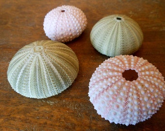 Beach Decor Mixed Sea Urchins - Green and Pink Urchins - Natural Seashells - Coastal home decor - Seashell Supply - Colorful Urchins