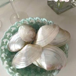 Beach Decor White Pearlized Clam Shell Halves (3 pcs) - Polished Clam Shells - Beach Wedding - Craft Seashells -Nautical -Coastal Home Decor