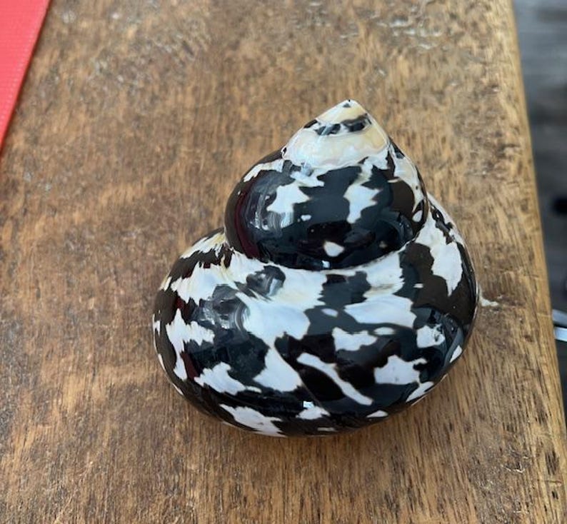 XL Magpie Turbo Shell (1 pc)- Hermit Crab Shell - Large Opening Sizes (1.25" & up) - Natural Turbo Shell -Seashell Supply- Magpie Turbo image 6