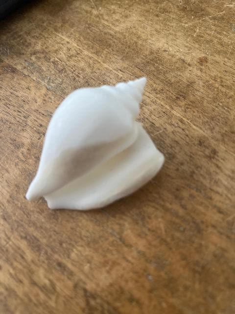 Conchiglie di medie dimensioni in un delizioso mix di bianchi, abbronzatura e rosa | 0,9 kg | Perfetto per artigianato, decorazione della casa in spiaggia, matrimoni, riempitivo per vasi e aule