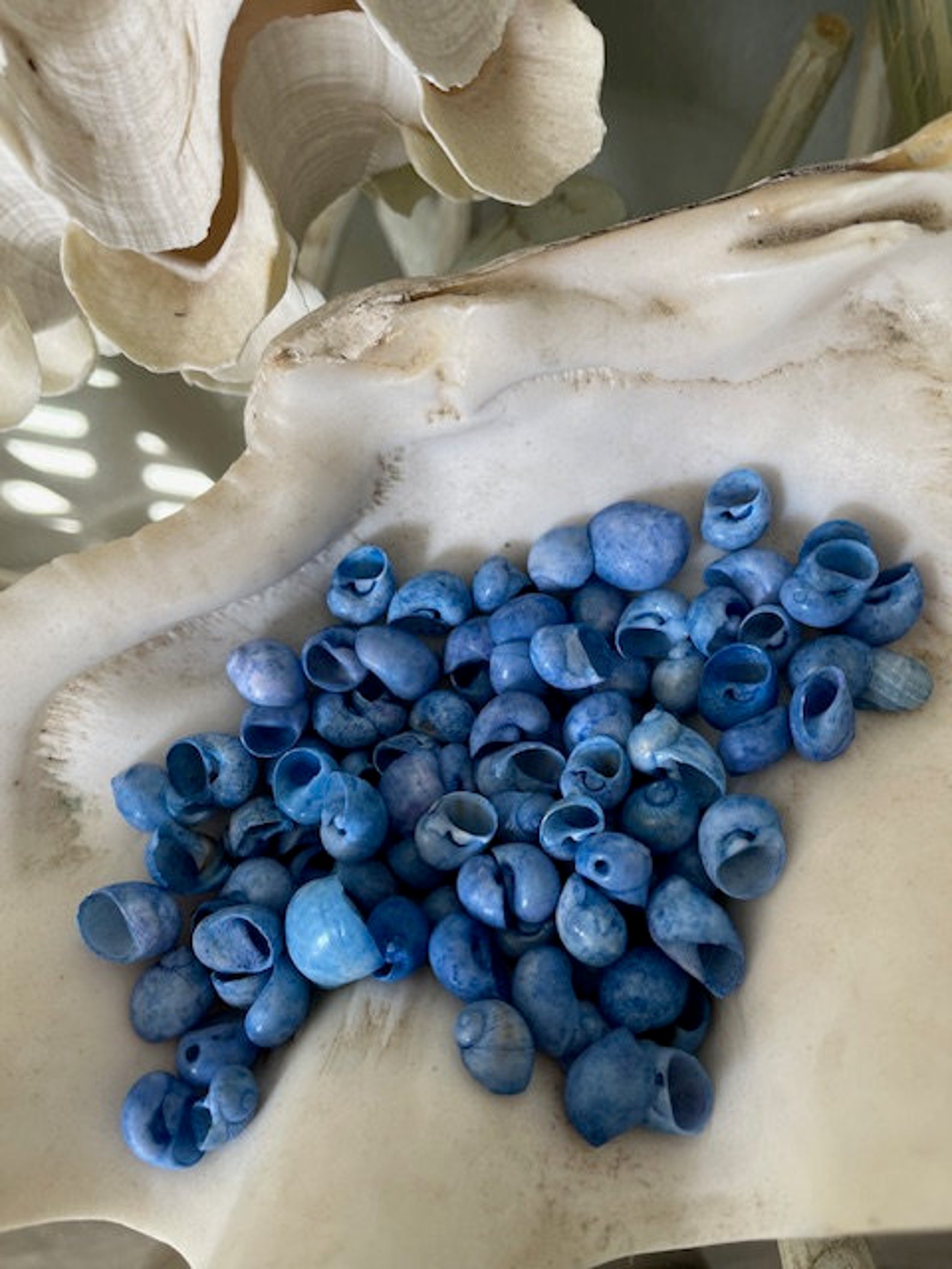 Dyed Shell Dark Blue Dyed Bubble Shells (25 Pcs) - Craft Shells - Coastal Home ...