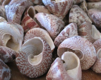 Red Striped Trochus Seashells (15) - Shells - Seashell Supply - Craft Seashells - Coastal Home Decor