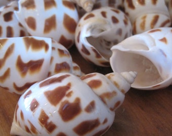 Beach Decor Babylonia Shells (3) - Seashell Supply - Beach Wedding - Craft Seashells - Coastal Home Decor