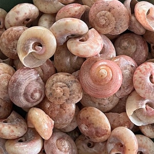 Pink Pearl Umbonium Shells (10 pcs) - Large Pink Umboniums - Craft Shells - Beach Wedding - Nautical Decor - Beach Decor -Coastal Home Decor