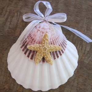 Decorazione da spiaggia con conchiglia irlandese e pectina - Decorazione natalizia a conchiglia - Conchiglie - Spiaggia