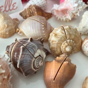 Seashell Place Card Holders 10/20/50/100 Beach Weddings Bridal Showers Parties Baby Showers Engagement Dinner Party Cards image 7