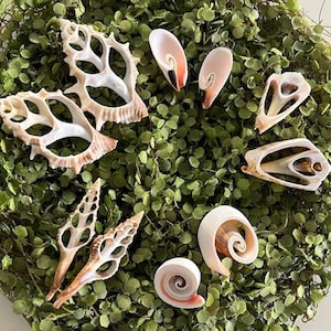 Assorted Cut Shell Collection (10 pcs) - Cut shells - Coastal Home Decor - Craft Seashells - Seashell Supply - Christmas Ornaments