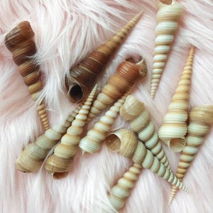 Brown Turritella Seashells (10) - Shells- Seashell Supply - Craft seashells- Beach Wedding - Coastal Home Decor - Beach Decor