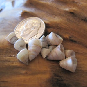Venetian Pearl Shells 1 cup Craft Shells Beach Wedding Nautical Decor Beach Decor image 3