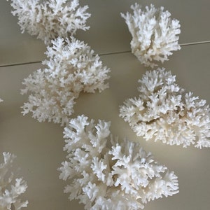 Puede incluir: Una colecci&oacute;n de seis piezas de coral blanco, cada una con una forma y textura &uacute;nicas. El coral est&aacute; dispuesto sobre una superficie blanca.