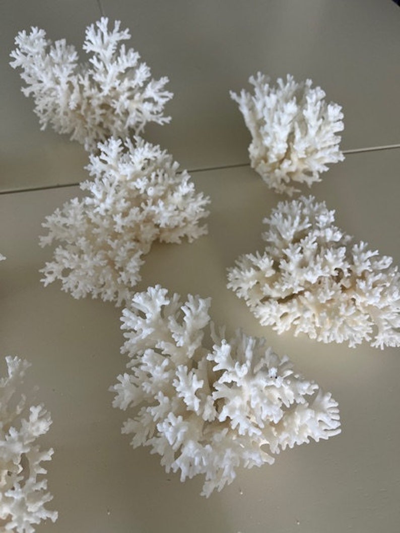 Puede incluir: Una colecci&oacute;n de seis piezas de coral blanco, cada una con una forma y textura &uacute;nicas. El coral est&aacute; dispuesto sobre una superficie blanca.