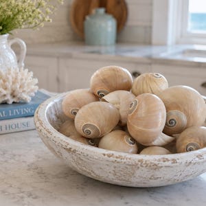 Conchas Olho de Baleia (10 unidades) - Conchas Marinhas - Conchas de Caracol - Materiais para Artesanato com Conchas - Conchas de Caranguejo-eremita - Molduras - Espelhos - Vasos
