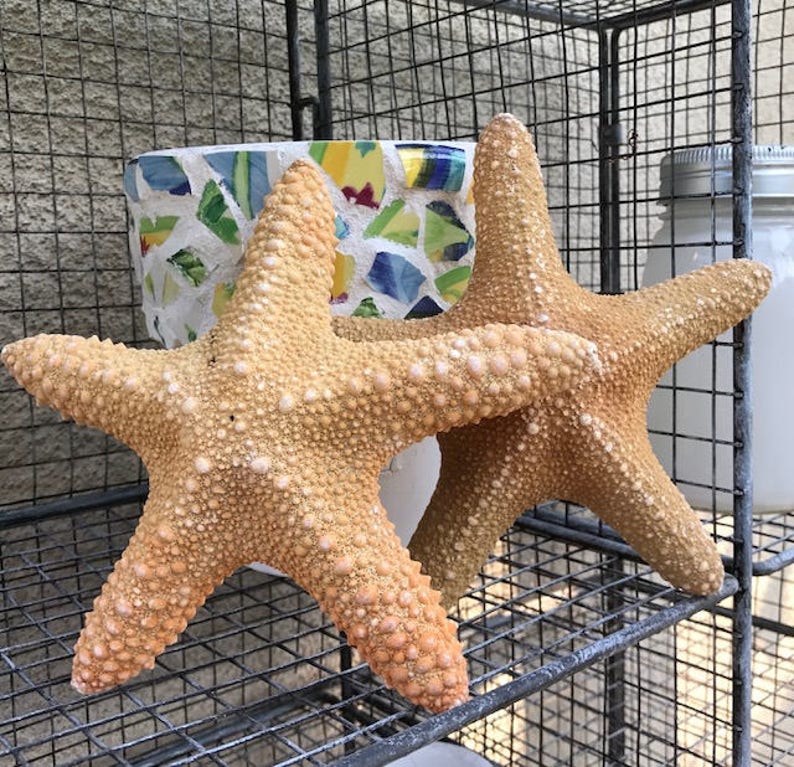 Beach Decor Large Jungle Starfish 67 1 PC Etsy