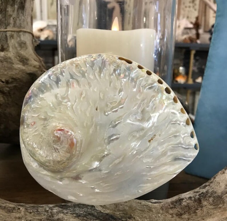 Creamy white Abalone Seashell 1 Large Abalone Shell Etsy