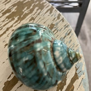 Beach Decor Turquoise Snail Shell Turbo Snail Shell Seashell Supply Coastal Home Decor Seashells Beach Wedding Nautical Decor image 9
