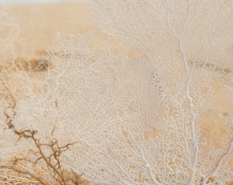 Natural White Sea Fan (1 PC)  10&quot; - 14&quot; high - Coastal Home Decor - Reef Coral - Seashells - Beach Decor - Beach Wedding - Natural Coral