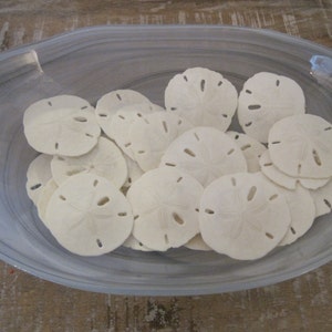 Può includere: Una ciotola di ceramica bianca piena di una collezione di dollari di sabbia. La ciotola ha una glassa marmorizzata blu chiaro e bianca.