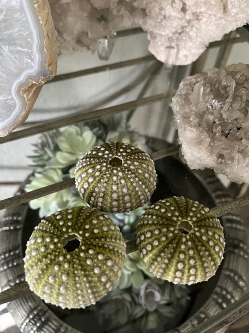 Beach Decor Mexican Green Sea Urchins 4 PC Seashells Coastal home decor Seashell Supply Natural Sea Urchins Green Urchins image 10