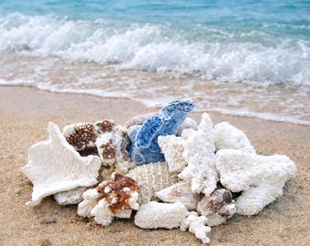 Surtido de coral (10 piezas) - Piezas de coral natural - Decoración playera - Decoración costera para el hogar - Coral natural - Conchas marinas - Boda en la playa - Coral blanco