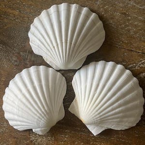 May include: Three white scallop seashells with textured, fan-like ridges. The shells are arranged on a wooden surface, showcasing their natural beauty and intricate details. These shells are perfect for coastal decor or craft projects.