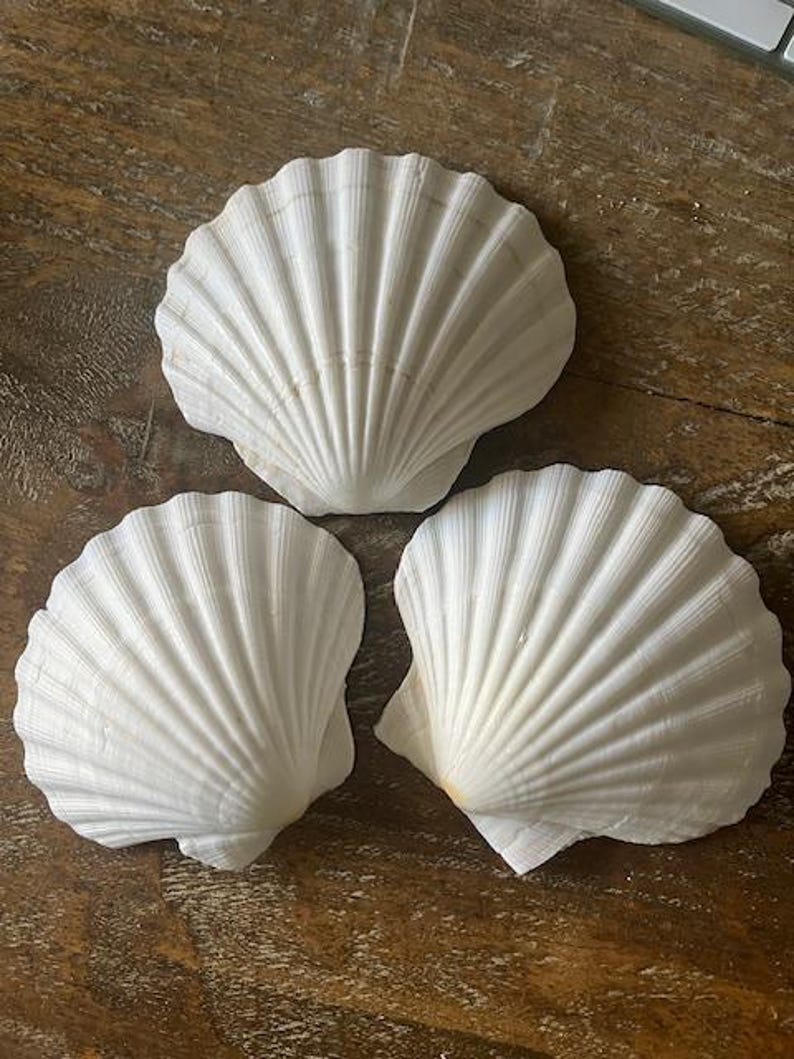 May include: Three white scallop seashells with textured, fan-like ridges. The shells are arranged on a wooden surface, showcasing their natural beauty and intricate details. These shells are perfect for coastal decor or craft projects.