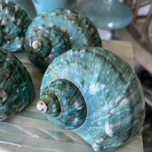 Beach Decor Turquoise Snail Shell Turbo Snail Shell Seashell Supply Coastal Home Decor Seashells Beach Wedding Nautical Decor image 3