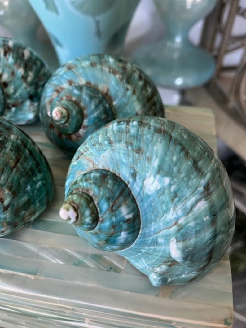 Beach Decor Turquoise Snail Shell Turbo Snail Shell Seashell Supply Coastal Home Decor Seashells Beach Wedding Nautical Decor image 3