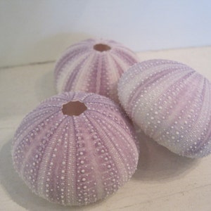 Beach Decor Purple Sea Urchins 3 pc Natural Seashells Coastal home decor Seashell Supply image 3