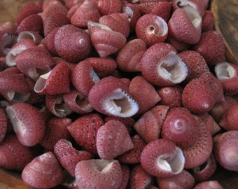 Strawberry Top Seashells (10) - Seashell Supply - Craft Seashells - Red Shells - Wedding Decor - Vase Filler - Coastal Home Decor