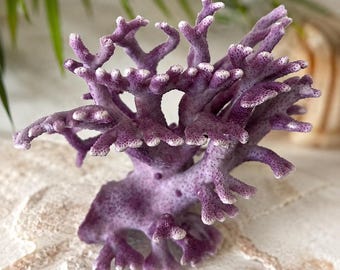 Rare Select Purple Corals - Genuine Natural Coral -Deep Water Coastal Specimen - Beach Coastal Decor -Rare Specimen -Collector's Rare Coral