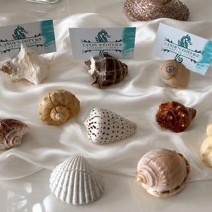Tischkartenhalter aus echten Muscheln – 10/20/50/100 Stück – NEUE DESIGNS! – Strandhochzeiten – Junggesellinnenabschiede – Babypartys – Verlobungen – Dinnerpartys